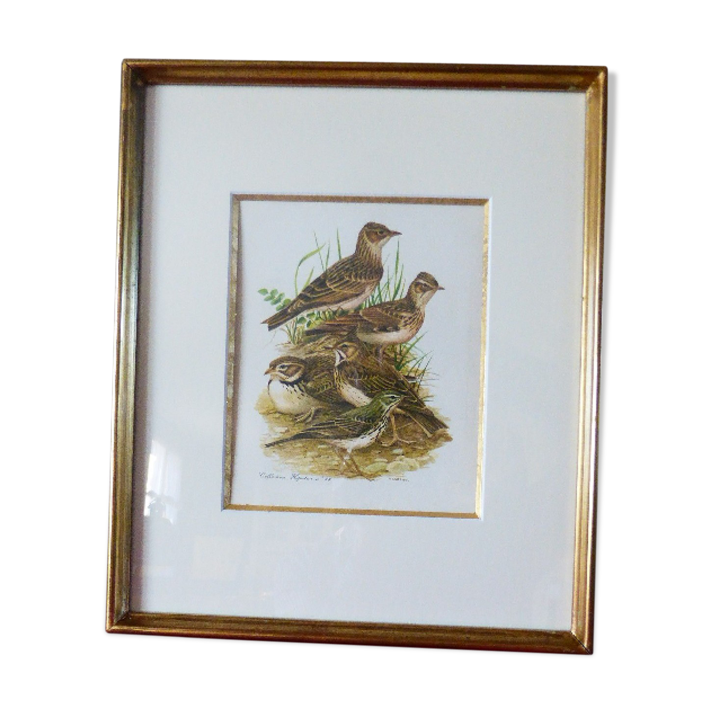 Birds - collection Hepatior N ° 38