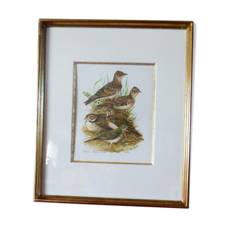 Birds - collection Hepatior N ° 38