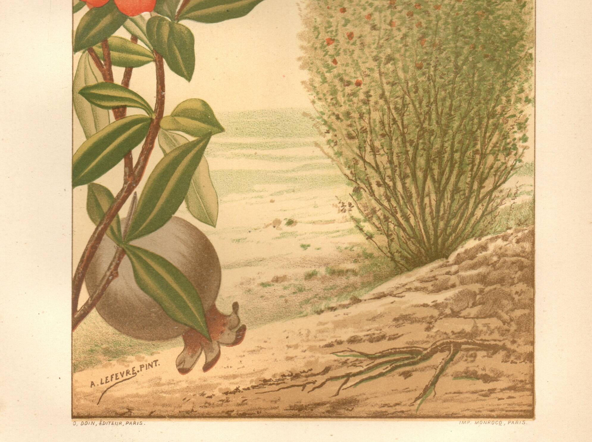 Old engraving from 1889. Grenadier. Botanical plate. Vintage red flower.