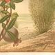 Old engraving from 1889. Grenadier. Botanical plate. Vintage red flower.