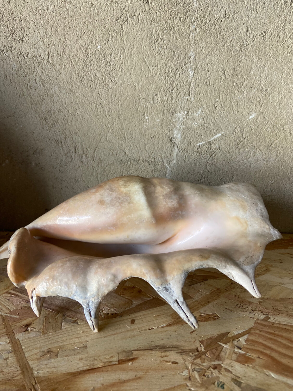 Vide poche coquillage
