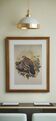 Gravure / Impression Oiseau d'après J. Gould