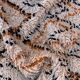 Beni Ourain Moroccan rug beige - 288 x 176 cm