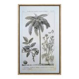 Printed in 1818, coconut tree, walnut and fennel. By Saint-Pierre.