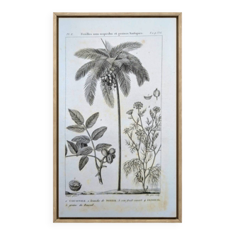 Printed in 1818, coconut tree, walnut and fennel. By Saint-Pierre.