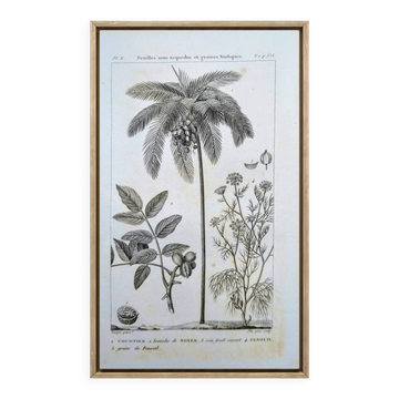 Printed in 1818, coconut tree, walnut and fennel. By Saint-Pierre.