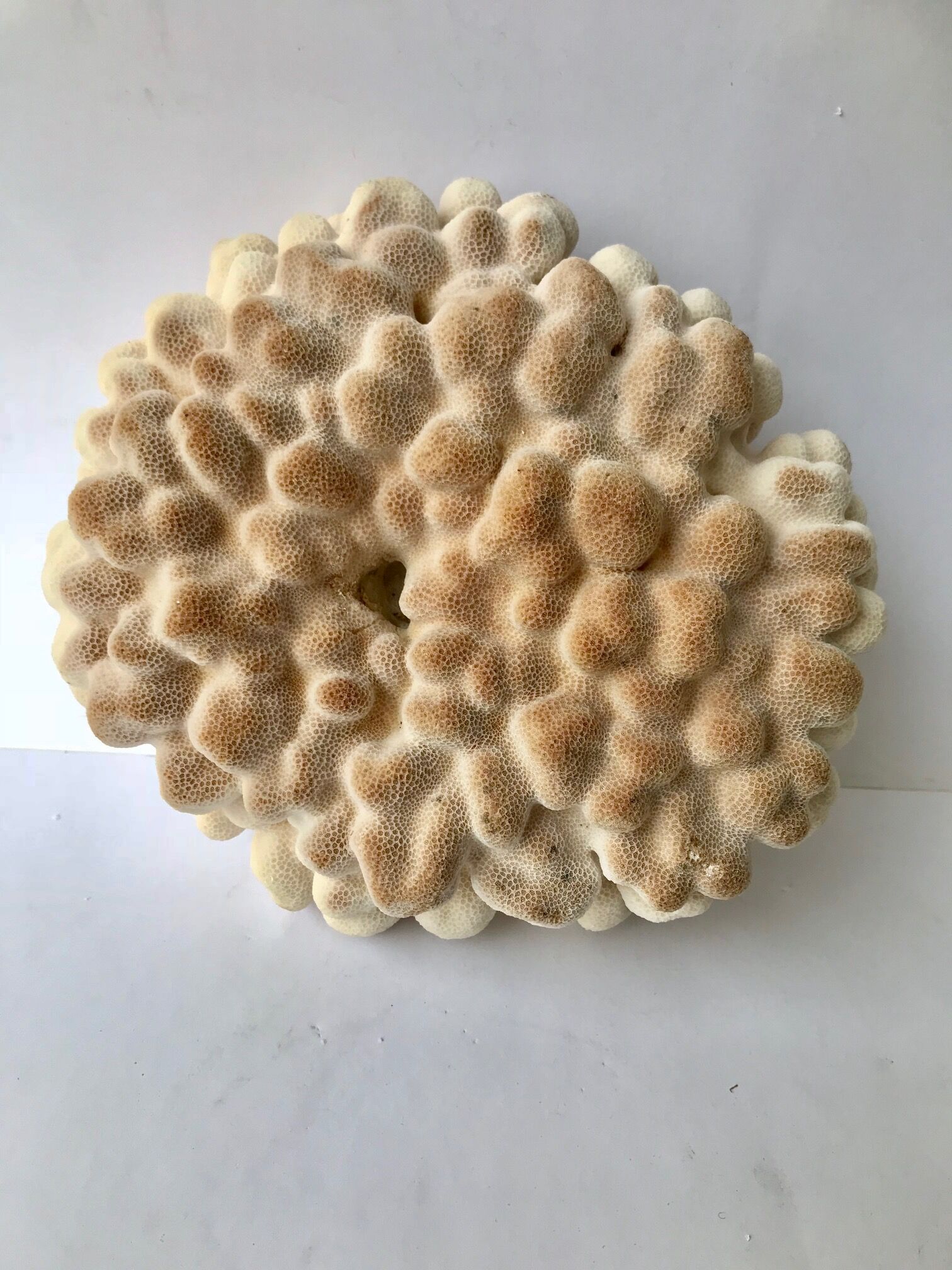 Big Pacific Pink Coral