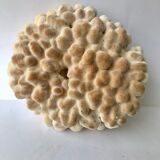 Big Pacific Pink Coral