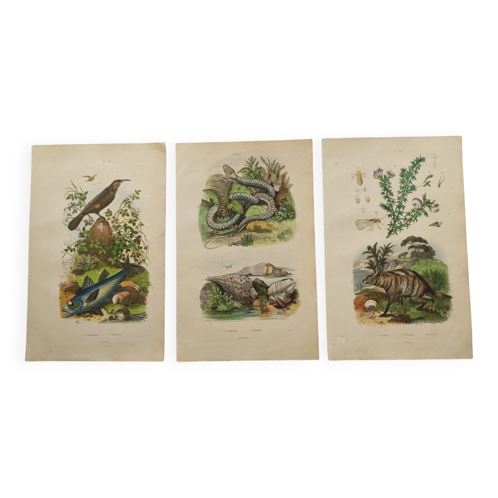 3 Antique Engravings from 1839 - Set of 3 Hand-Colored Plates