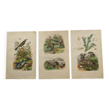3 Antique Engravings from 1839 - Set of 3 Hand-Colored Plates