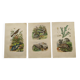 3 Antique Engravings from 1839 - Set of 3 Hand-Colored Plates