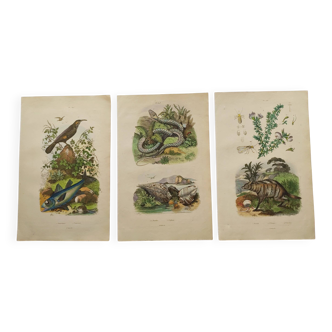 3 Antique Engravings from 1839 - Set of 3 Hand-Colored Plates