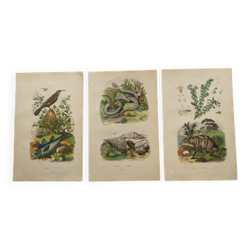 3 Antique Engravings from 1839 - Set of 3 Hand-Colored Plates