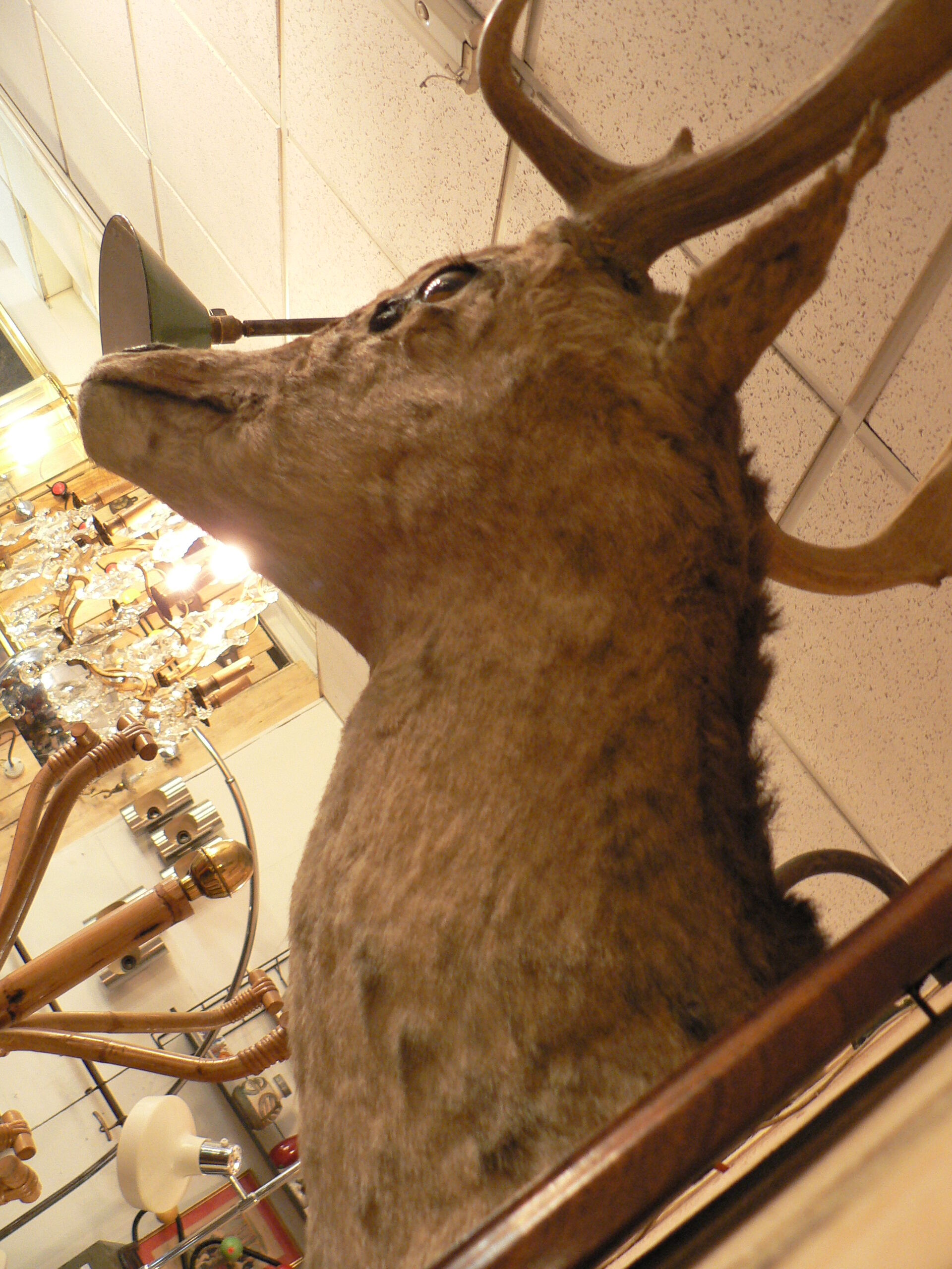 Naturalized deer hunting trophy head