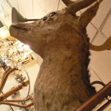 Naturalized deer hunting trophy head