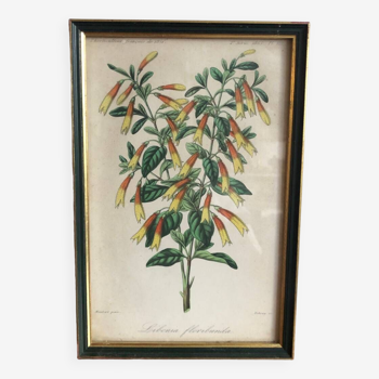 Vintage botanical illustration