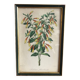 Illustration vintage de botanique