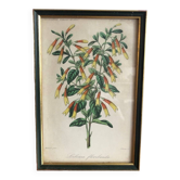 Vintage botanical illustration