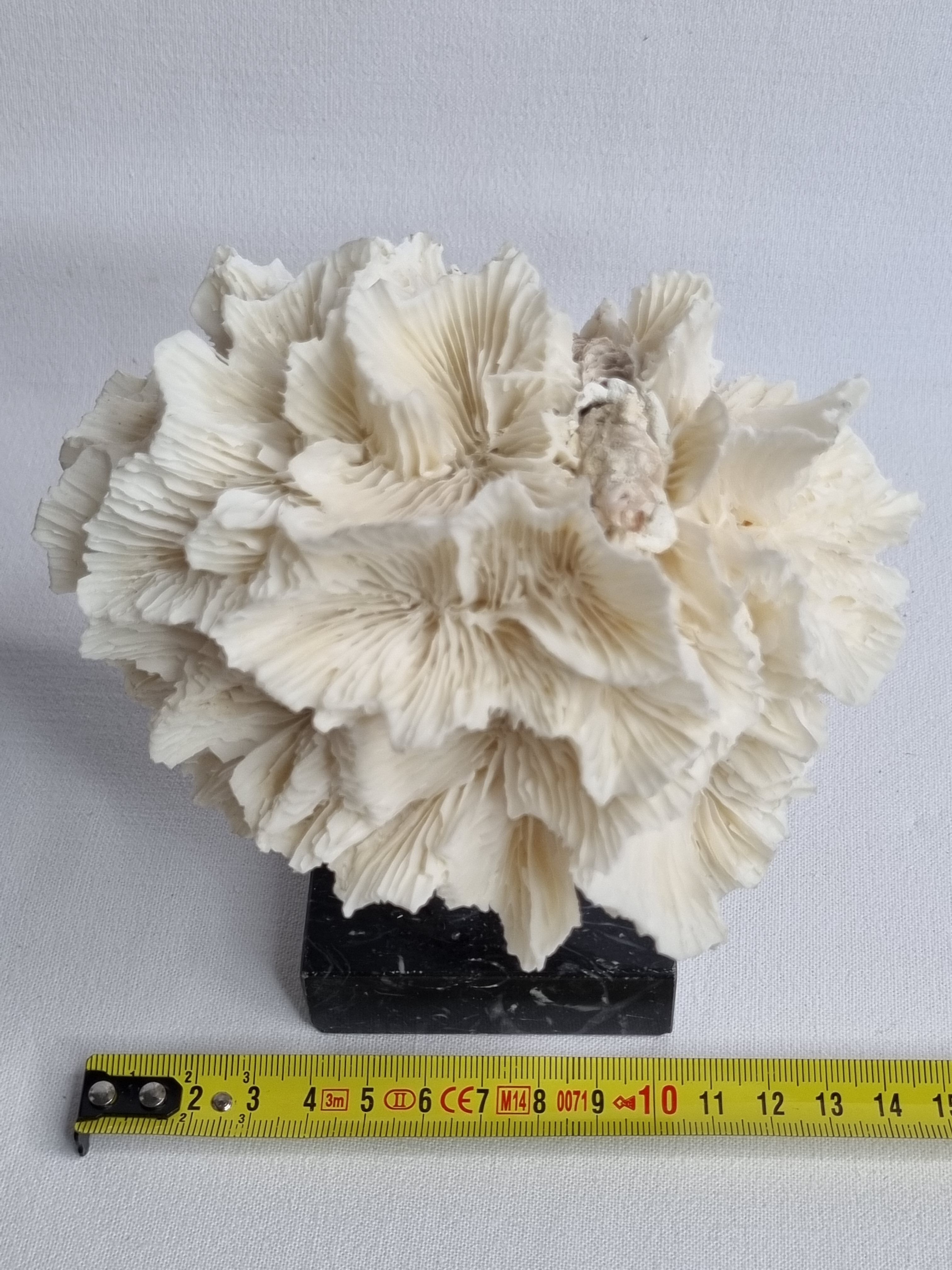 Old white coral on black veined marble base, 16 cm