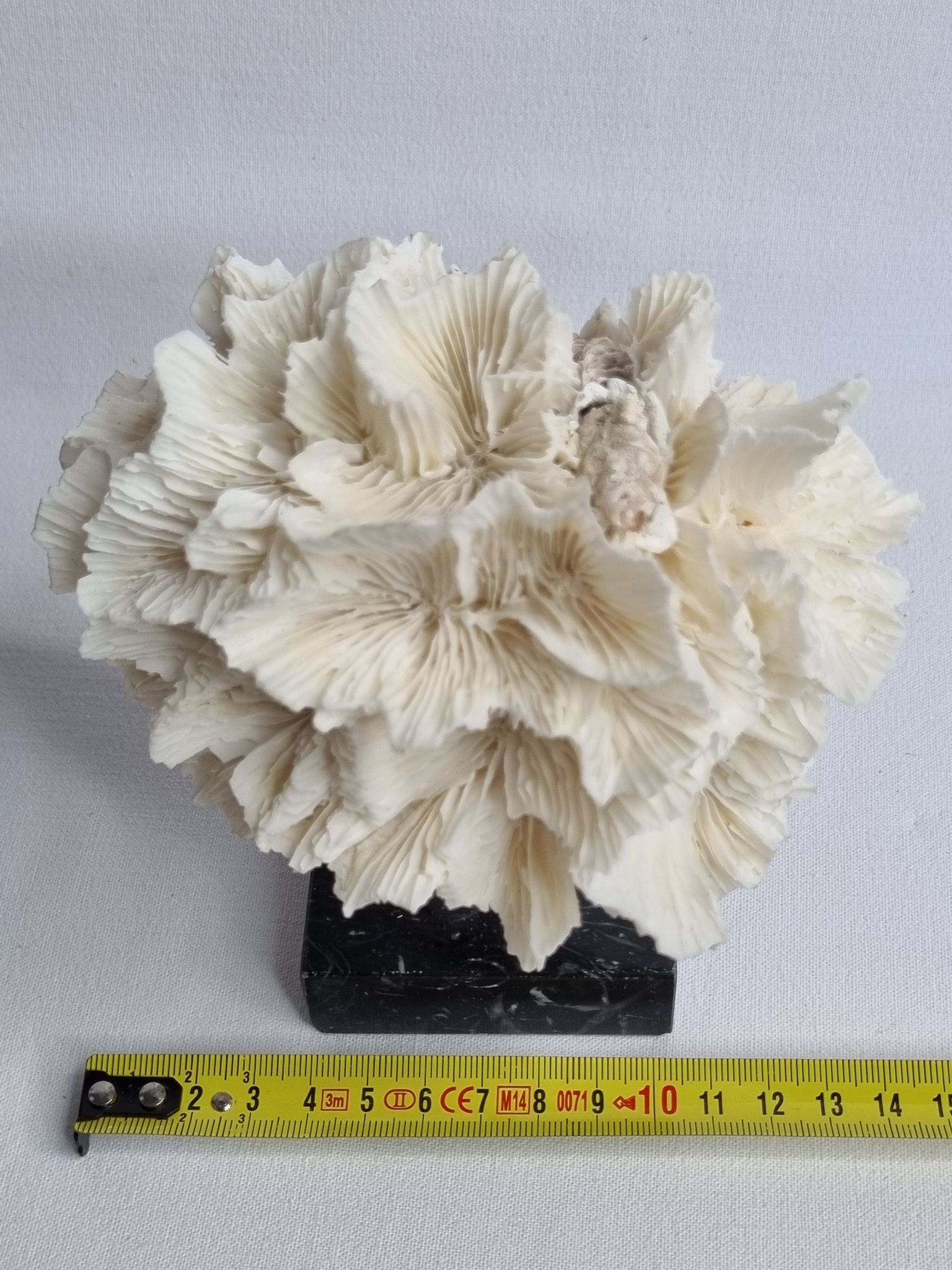 Old white coral on black veined marble base, 16 cm