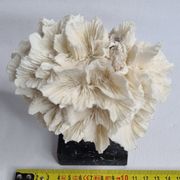Old white coral on black veined marble base, 16 cm