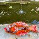 Vallauris type ceramic fish
