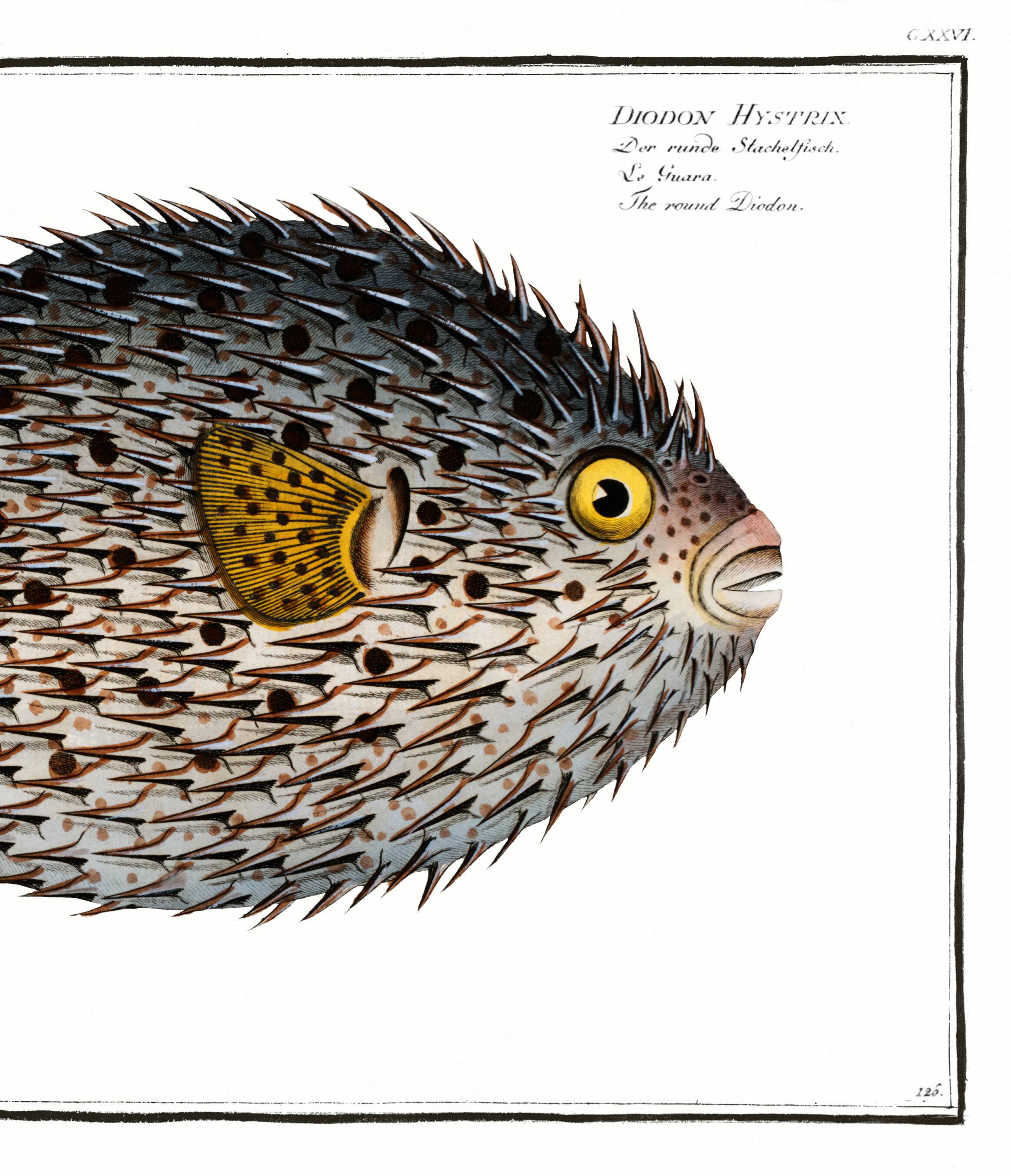 Poster about the pufferfish, based on an old engraving from 1746.