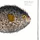 Poster about the pufferfish, based on an old engraving from 1746.