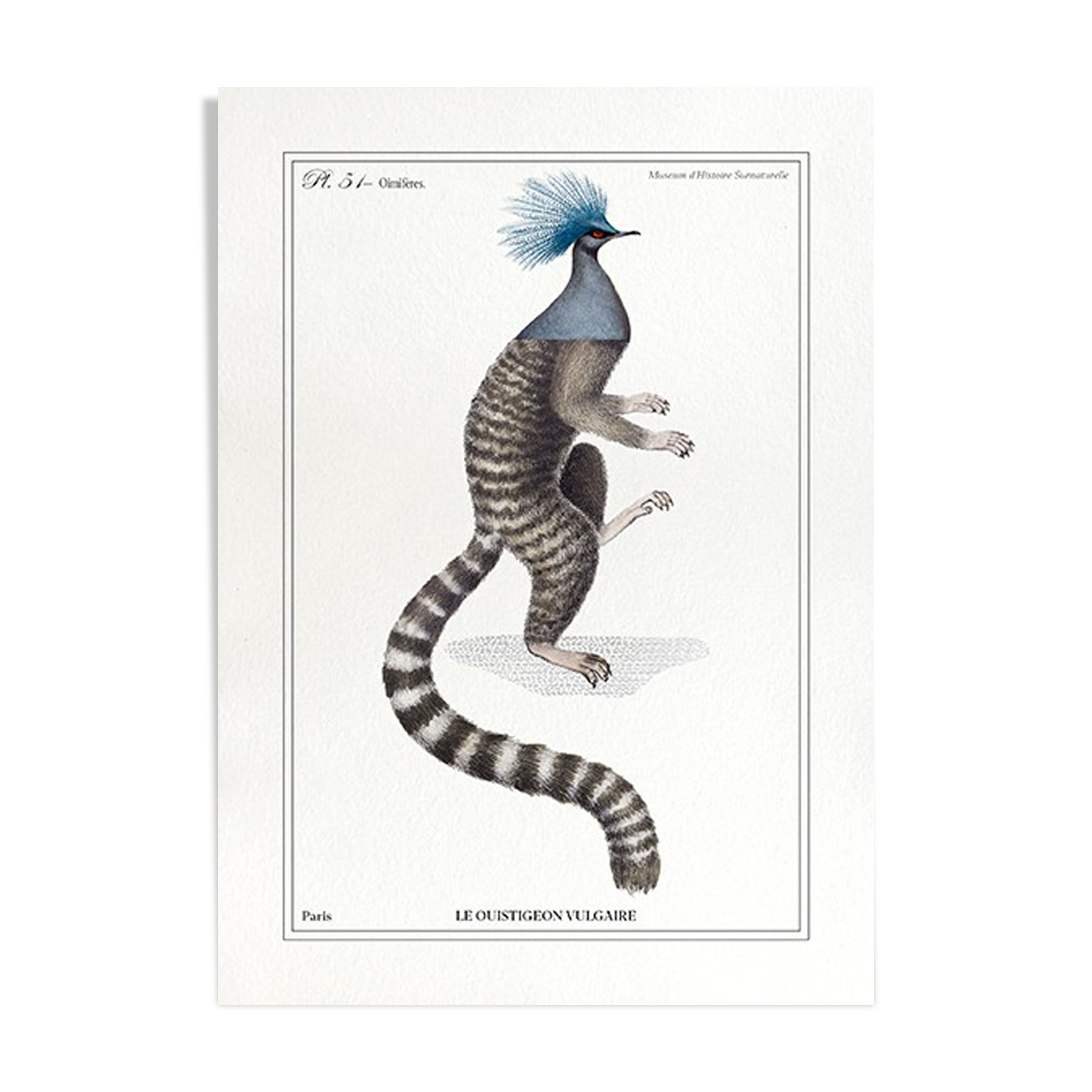 Chimera lithography animal engraving - the ouistigeon