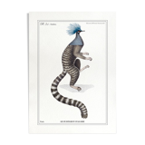 Chimera lithography animal engraving - the ouistigeon