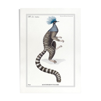 Chimera lithography animal engraving - the ouistigeon