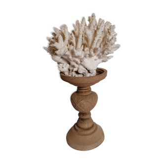 Ancient natural coral