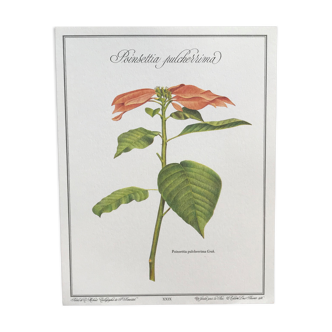 Planche botanique la poinsettia