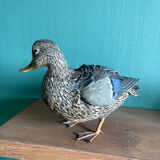Polychrome terracotta duck