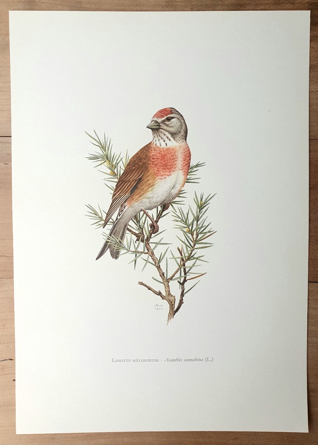 Melodious linnet board