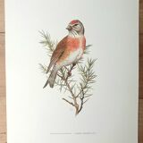 Melodious linnet board