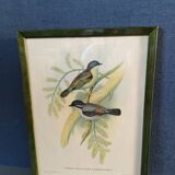 Botanical bird engraving