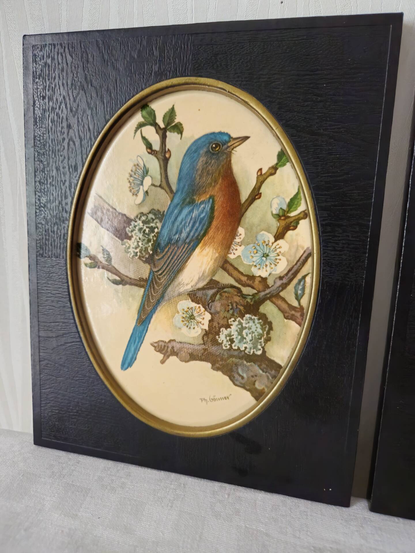 Paire de gravures encadrées oiseaux vintage