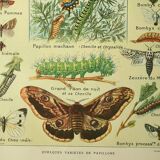 Antique engraving 1921 M. Dessertenne - Butterfly - Beautiful lithograph