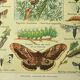 Gravbure ancienne 1921 M. Dessertenne - Papillon - Belle lithographie