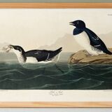 Poster about the Little Auk, based on an old engraving from 1827.