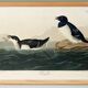Poster about the Little Auk, based on an old engraving from 1827.