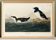 Poster about the Little Auk, based on an old engraving from 1827.