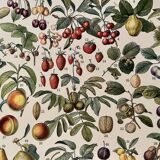Lithograph on fruits - 1930