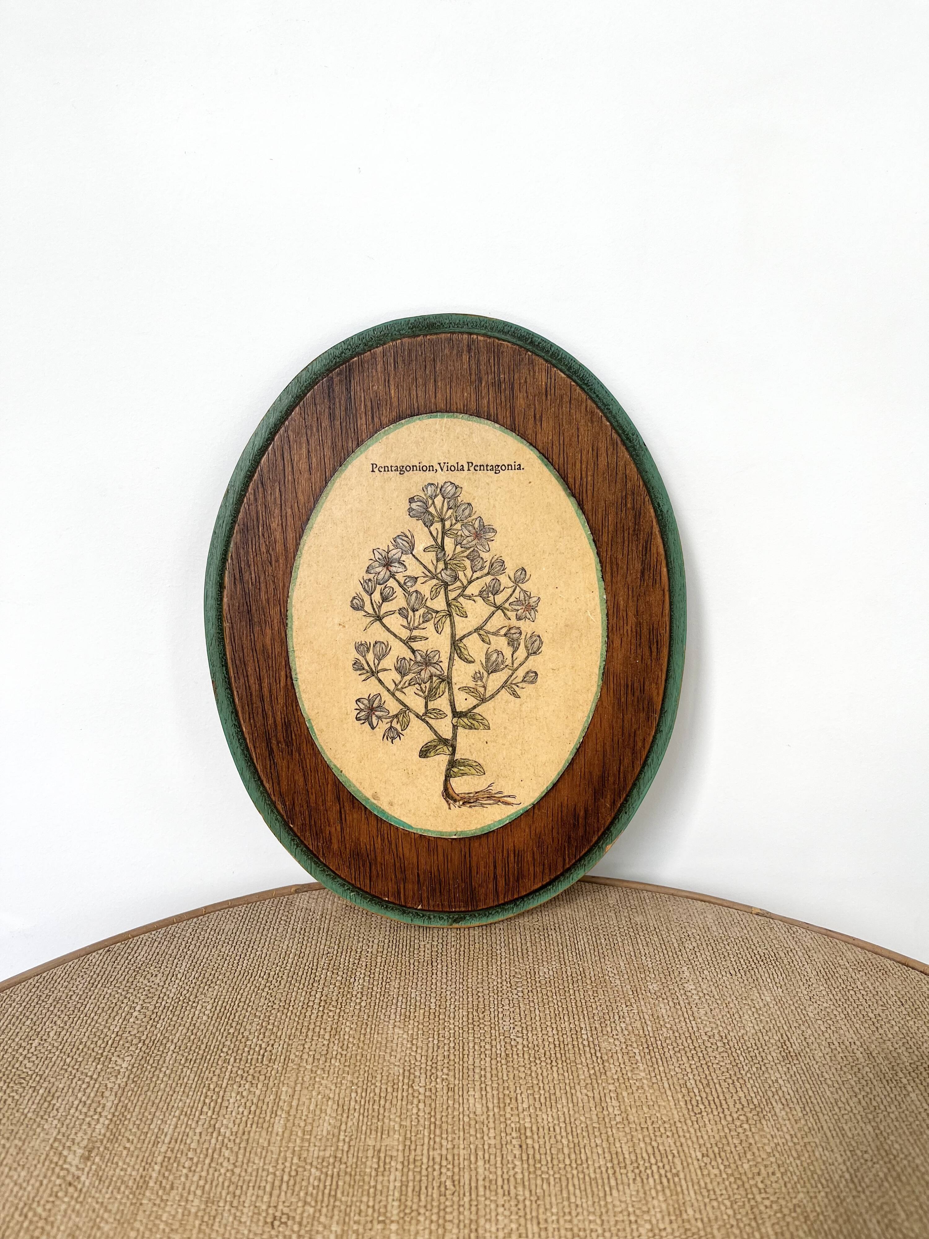 Herbarium botanical medallion plaque