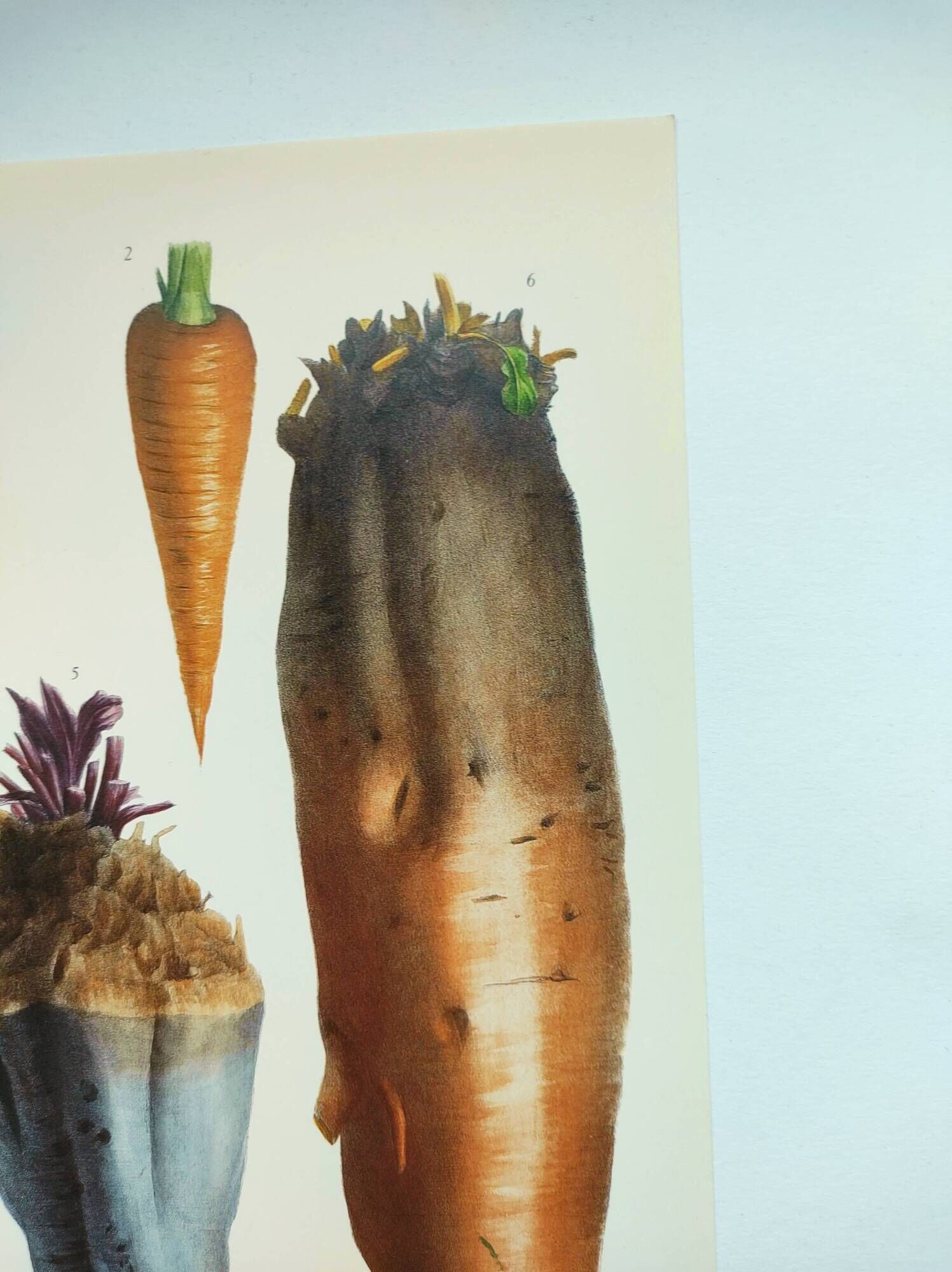 Garden Vegetable Illustration - Vintage Botanical Vegetable Garden Illustration Vilmorin - Red Carrot