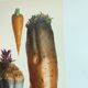 Garden Vegetable Illustration - Vintage Botanical Vegetable Garden Illustration Vilmorin - Red Carrot