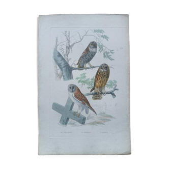 Poster - 19th century zoological engraving of birds - owl - barn owl