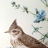 Bird board 60s