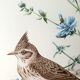Bird board 60s